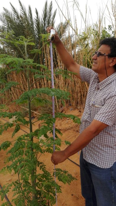 Dr. Baba-Ahmed Mohamed Iadih Efdeid, segretario generale del Ministero dello Sviluppo Economico Sahrawi, mentre misura l’altezza delle piante di Moringa Oleifera destinate all’alimentazione delle famiglie Sahrawi (foto di Sara di Lello)